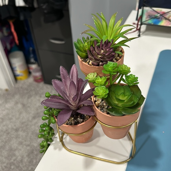 Mini Succulent Plant Set with Stand - Picture 2 of 6